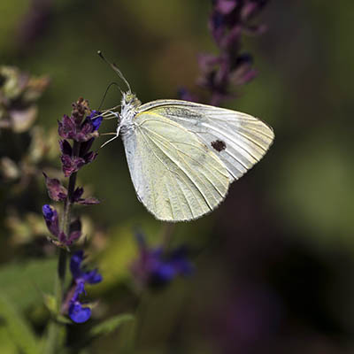 Pieris brassicae-Mohamadjavadi